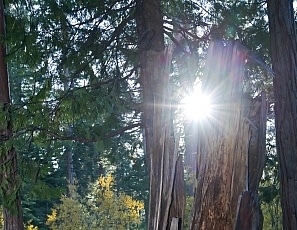 SofieMarieXXX/WW Helix Redwoods Tahoe
